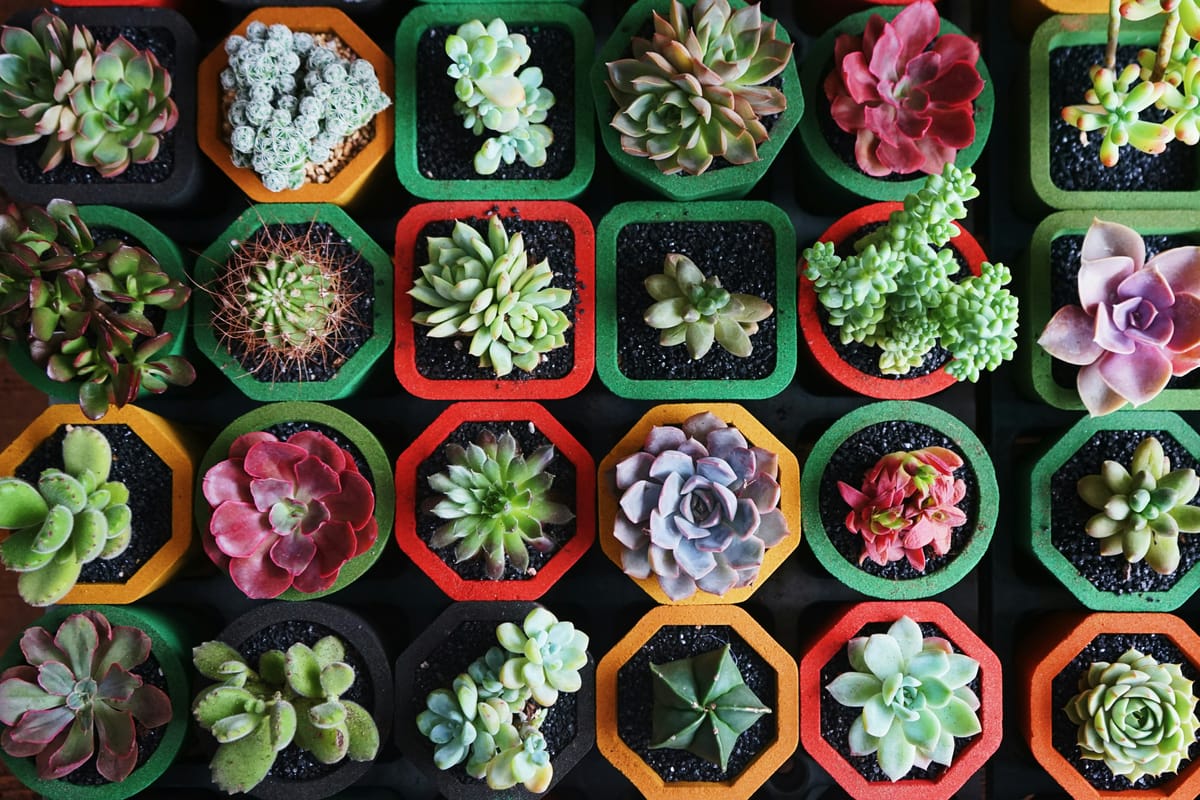 multiple variations of succulent plants side by side