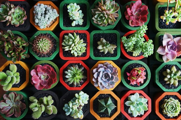 multiple variations of succulent plants side by side